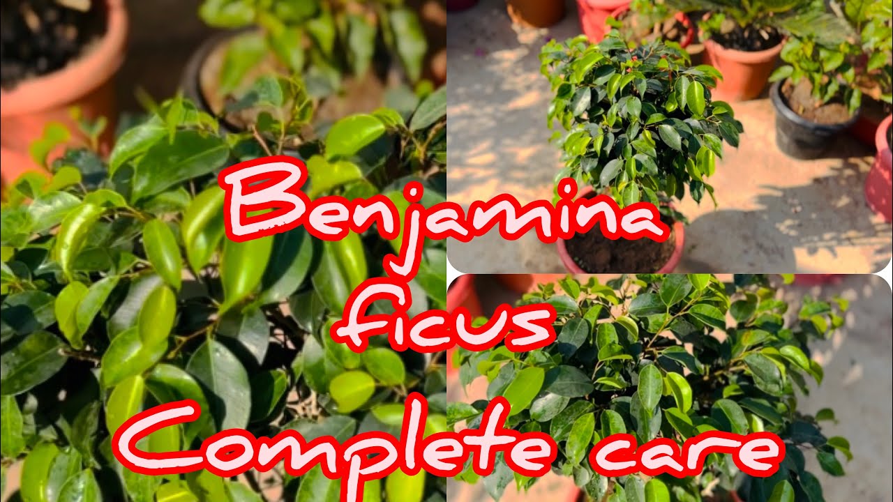 #Benjamina ficus(weeping fig) #fertilizer#How to care of Benjamina ficus#Bhushan&rsquo;sgarden