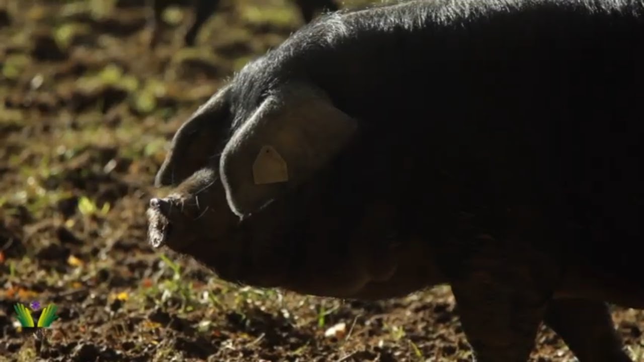 Le porc noir de Bigorre : des élevages à taille humaine.
