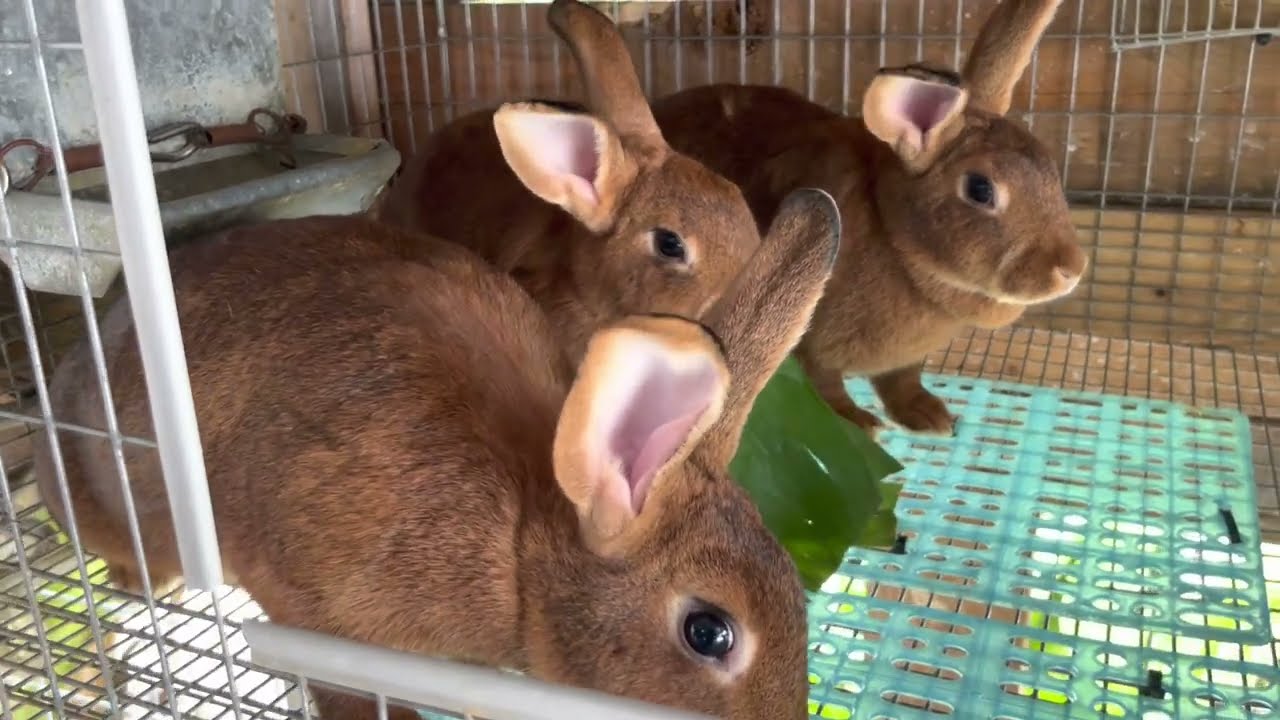Estándar del conejo nuevazelanda en sus 4 colores .