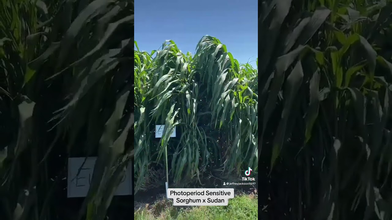 Huge PPS Sorghum x Sudan…