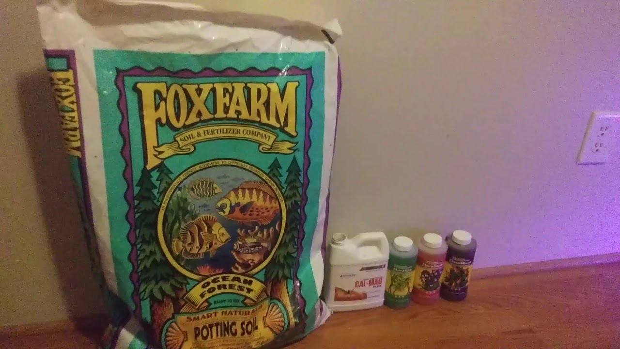 Welcome to the channel! Grow Update! Purple Kush Scrog!