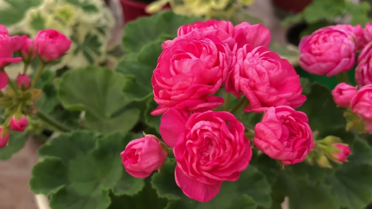 Пеларгония. Dynasty Fuzi. Dynasty Daji