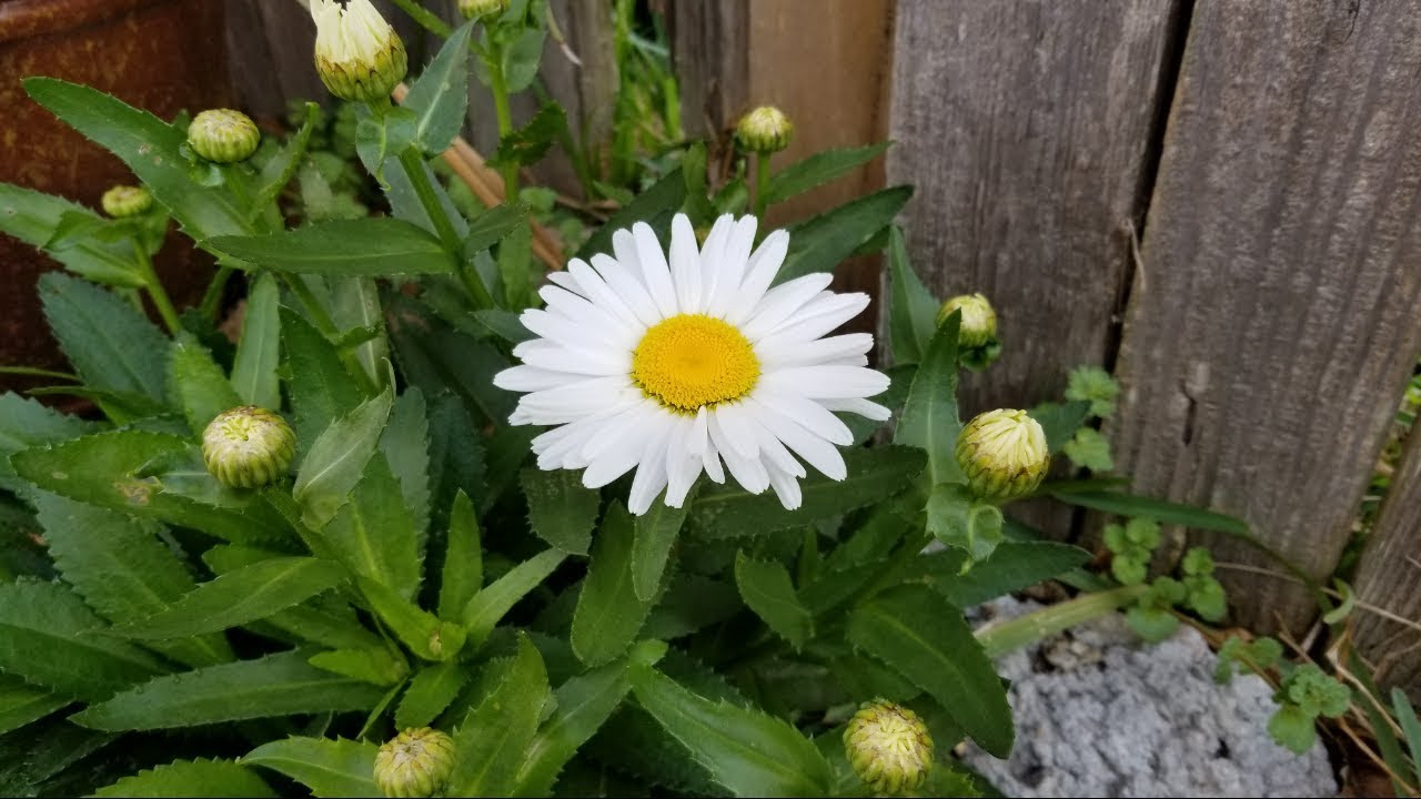 Como cuido mi planta margarita shasta o shasta daisy