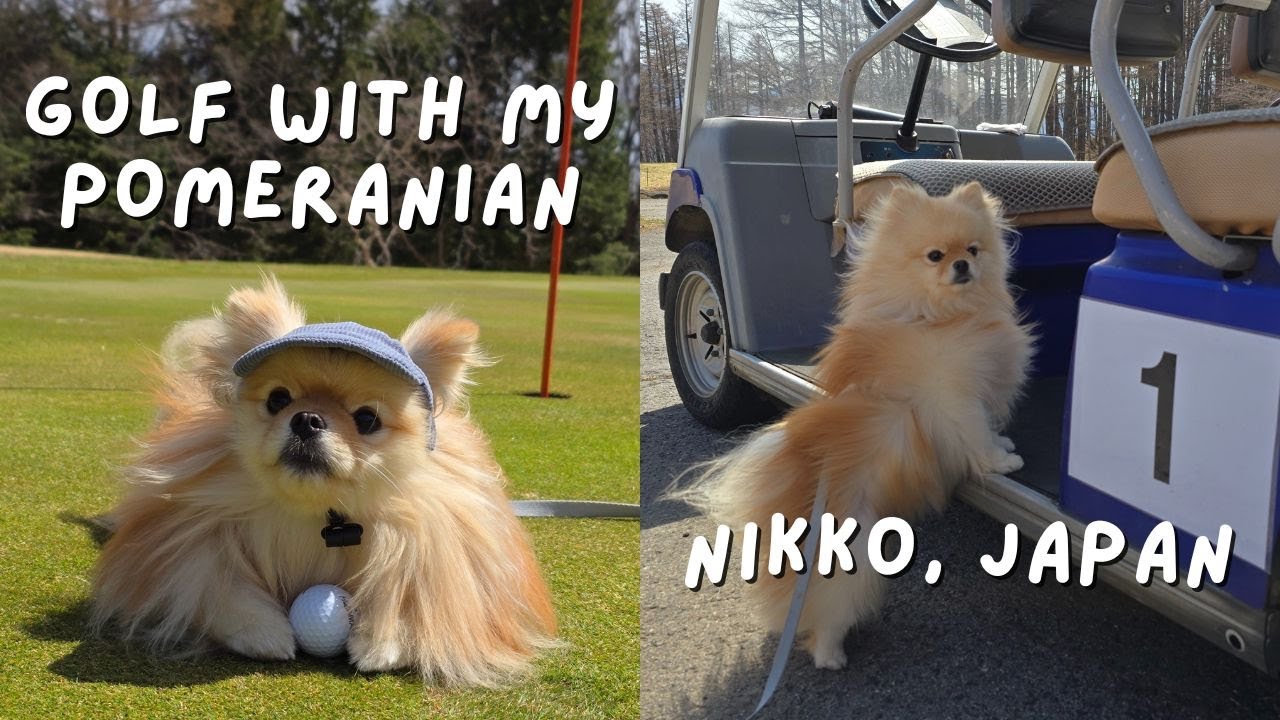 Golf with my Pomeranian dog in Nikko, Japan