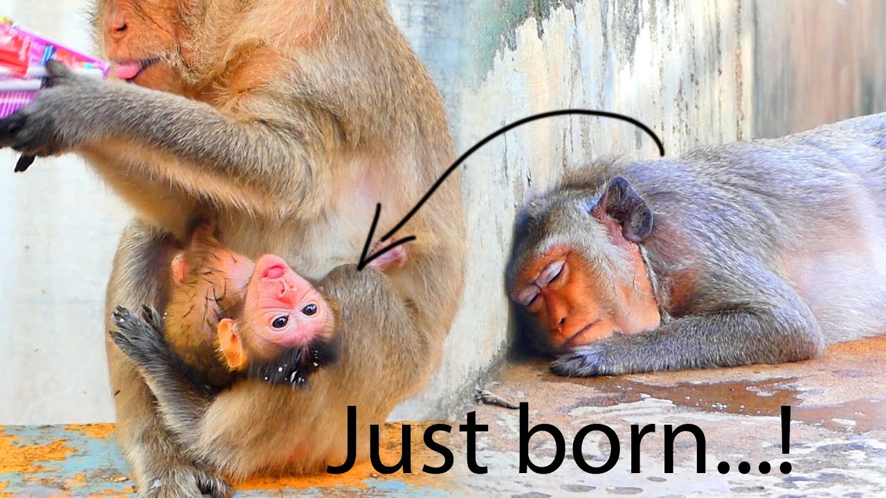 GOD..! EMILA kindly Saving Newborn BB After Monkey MESSI Left BB Cuz Got Exhausted After Birth