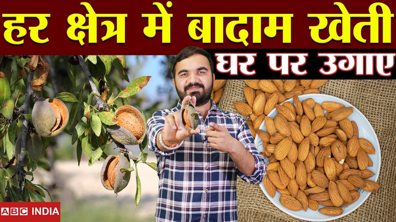 हर जगह बादाम की खेती | almonds farming | badam Ki Kheti | Kacha Badam kheti | grafted almond plant