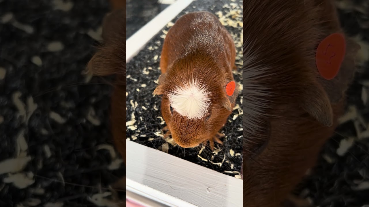 American crested guinea pig found in Jersey #jersey