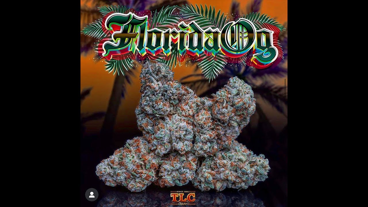 Jungle Boys &ldquo;FLORIDA OG🍊&rdquo; new strain review(28%THC)