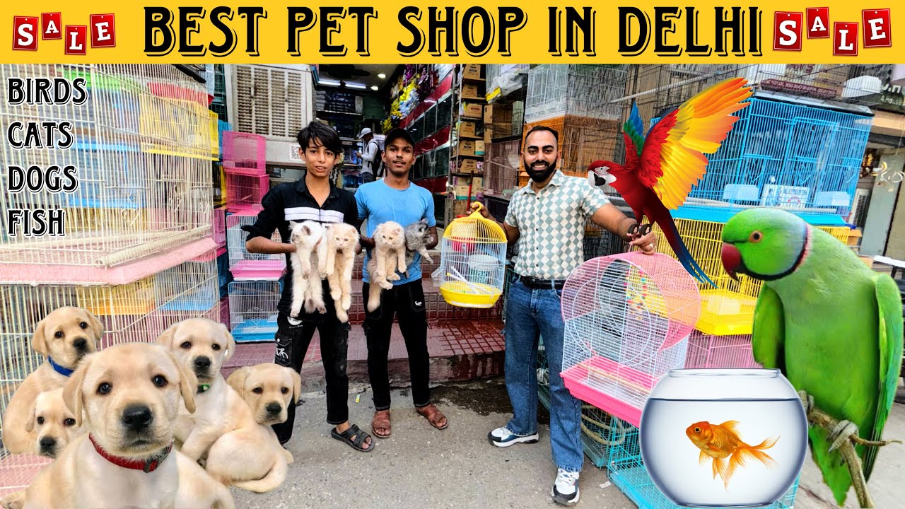 Cheapest Pet Shop In Delhi | Cheapest Dog Shop Delhi #cheapestdogdelhi #birdmarketdelhi #cheapestcat
