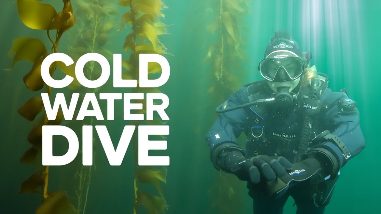 Exploring Victoria's Enormous Underwater Kelp Forests