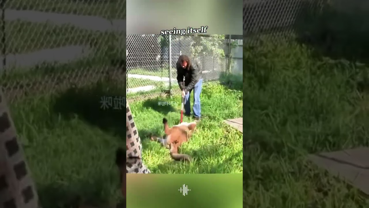 A Cougar's Unexpected Visit #CougarEncounter #WildlifeRescue #AnimalControl #unexpectedvisitor