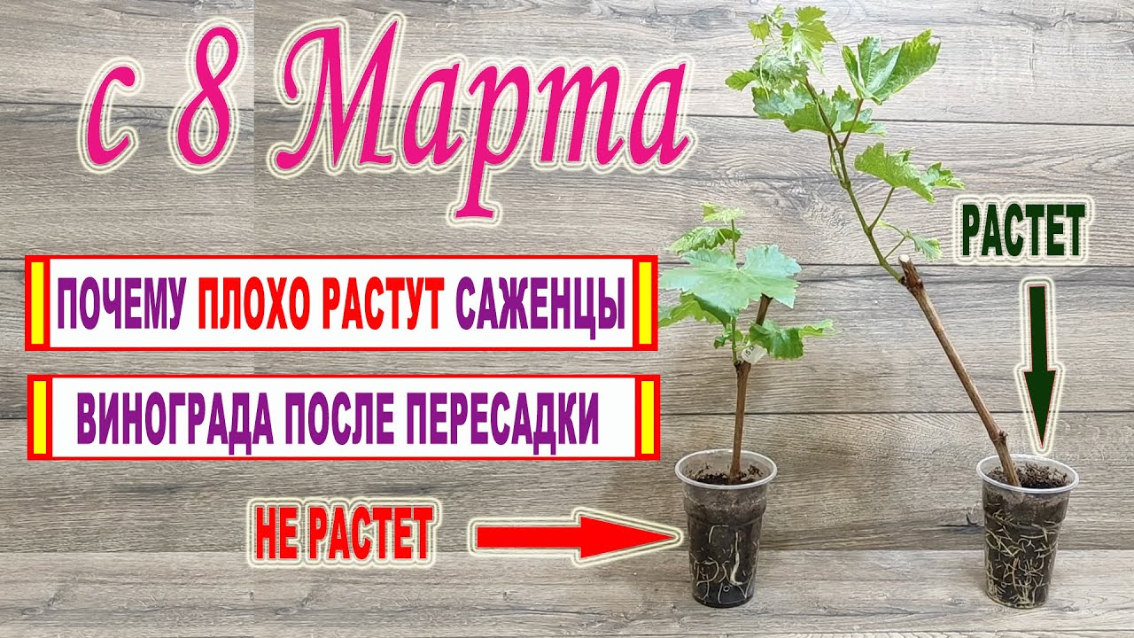 🍇 Не ОШИБИСЬ. Вот почему ПОСЛЕ ПЕРЕСАДКИ саженцы винограда ПЛОХО РАСТУТ и развиваются.