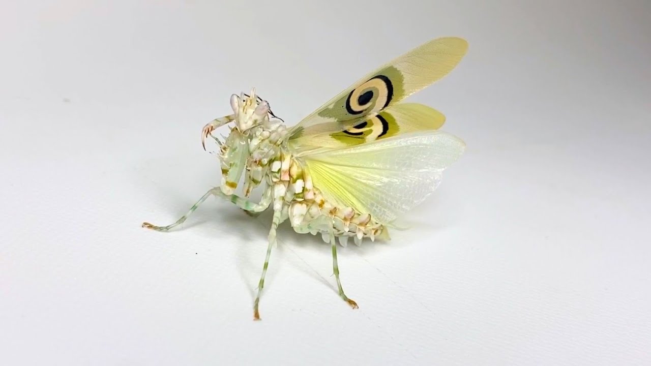 成虫になったアフリカのカマキリがカッコ良すぎる
