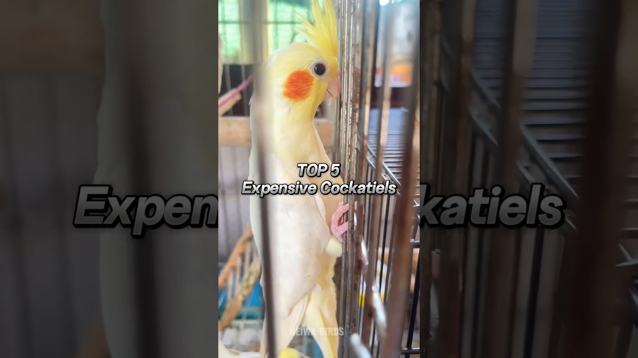 TOP 5 EXPENSIVE COCKATIELS MUTATIONS🦜🤑