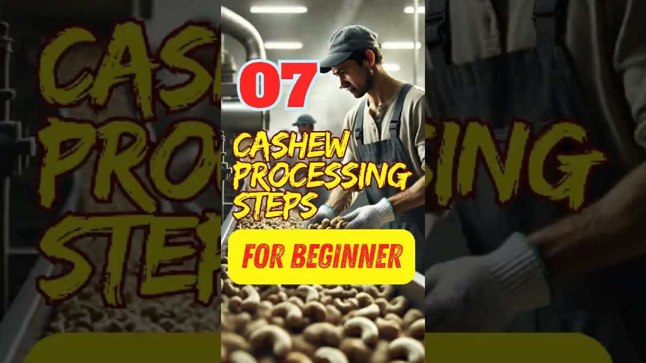 07 Cashew Processing Steps For Beginner #cashew  #johncashewmachine #cashewshellingmachine