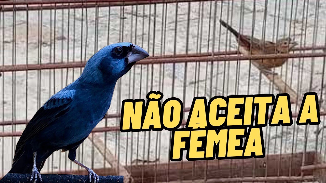 Talvez por isso o seu AZULÃO não queira aceitar a fêmea