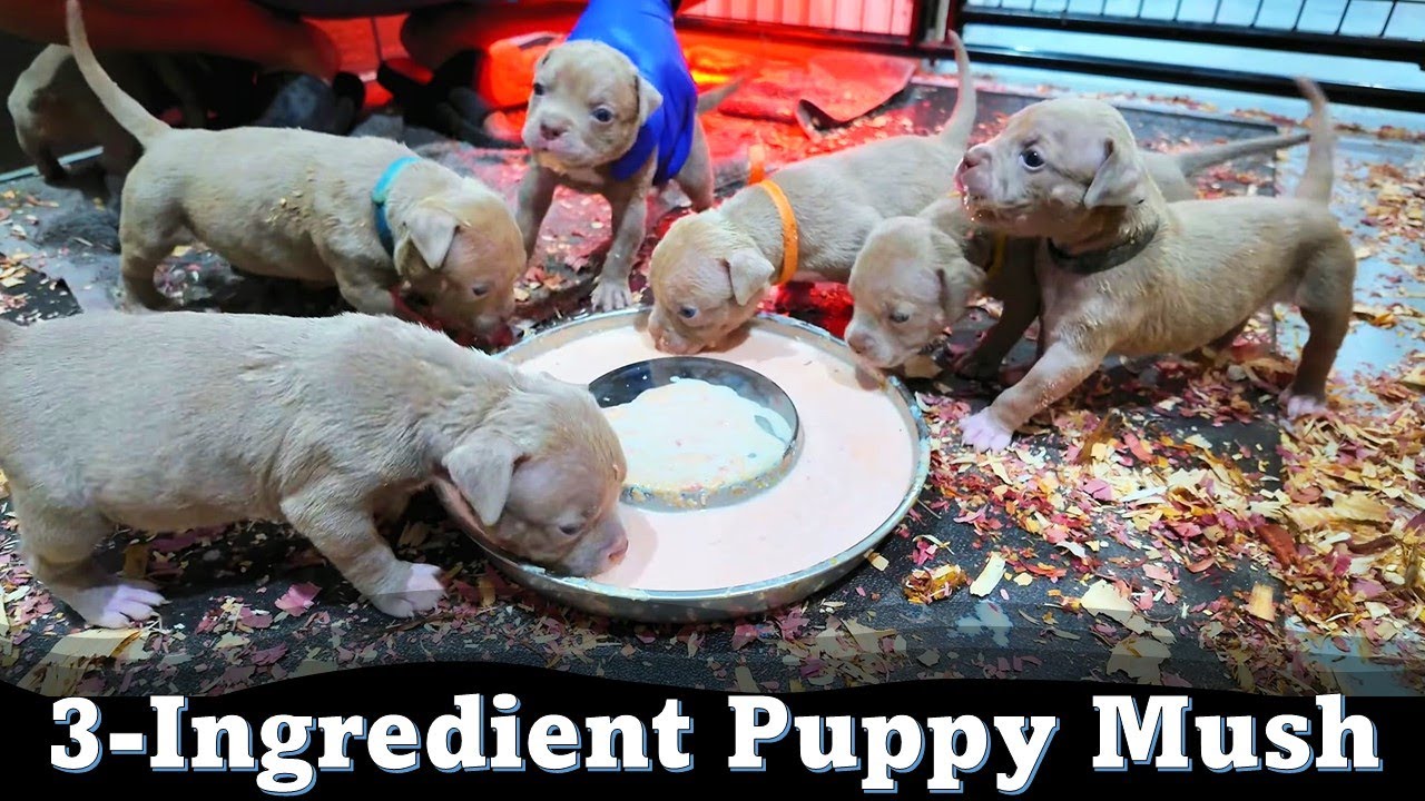 Puppy Mush Recipe | Puppies Love This!
