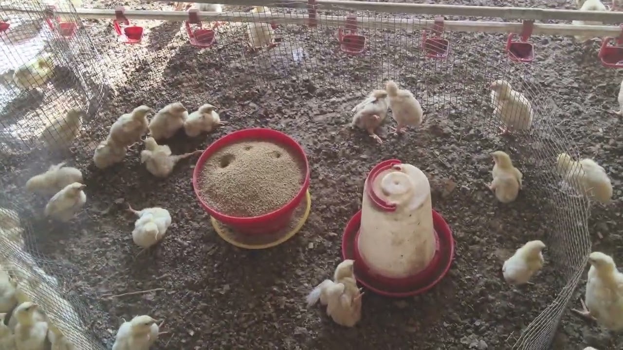 Day 9 running poultry farm pe 