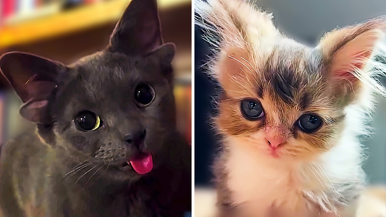 Silly Cat Antics That Are Too Funny