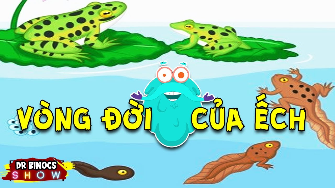 Bí mật TỐI THƯỢNG về LOÀI ẾCH | Vương Quốc Kiến Thức Của Binocs