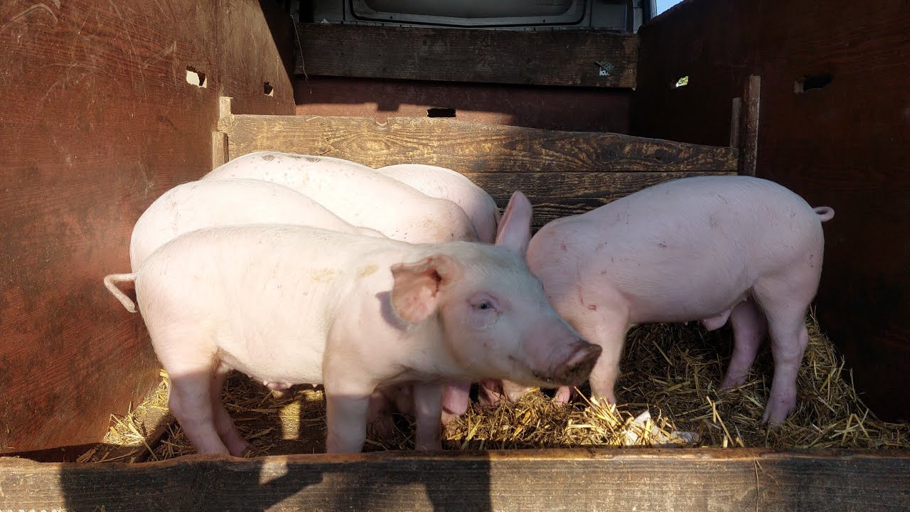РИНОК ТВАРИН ПОВНИЙ ОГЛЯД . УСІ ЧАСТИНИ! #село #pig #люди #ринок #piggy 
