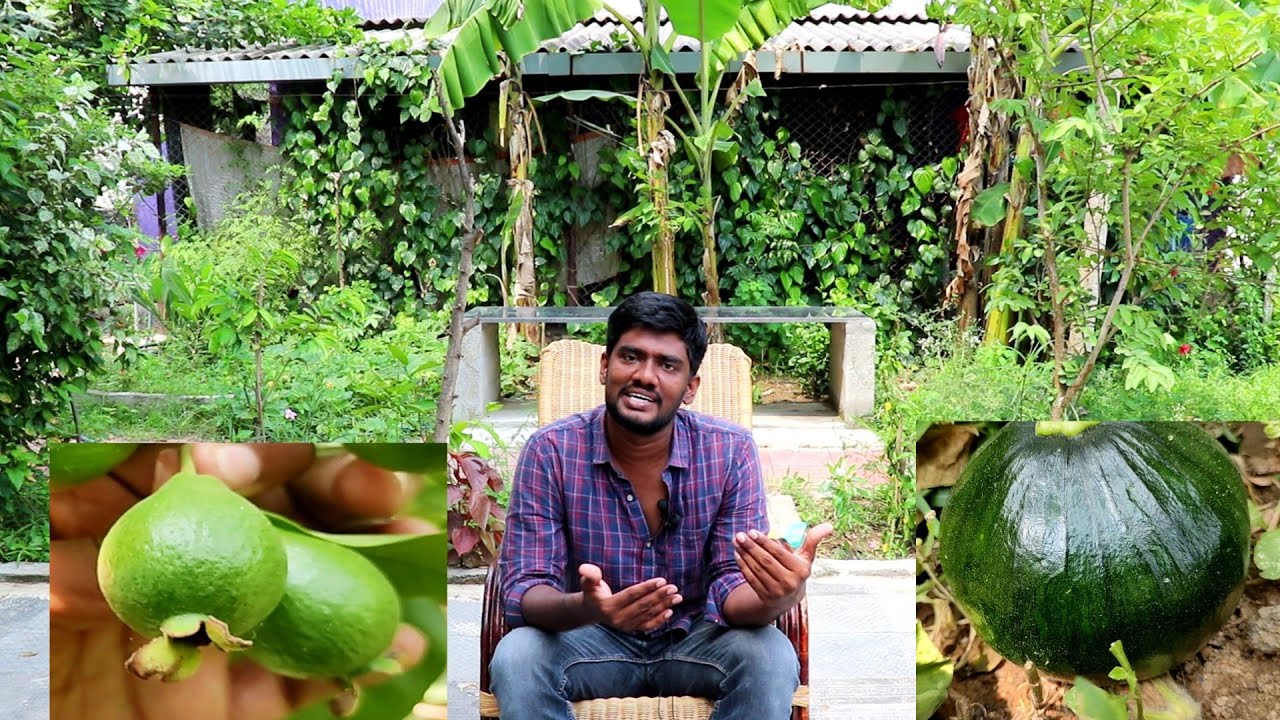 வீட்டிற்குள் ஒரு பூங்கா - The Park Inside the House