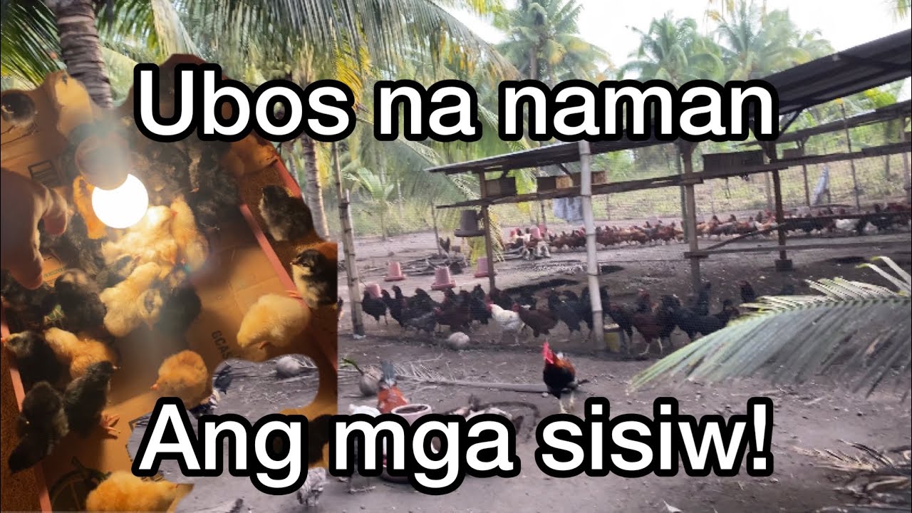 UBOS NA NAMAN ANG MGA SISIW