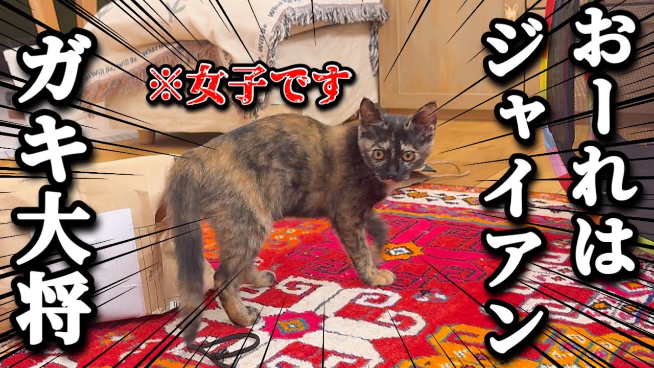 ジャイアン過ぎる末妹のオラオラが止まらない⁈優しい兄と姉の愛情に癒される日常が尊い