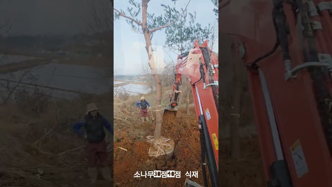 소나무30점40점식재