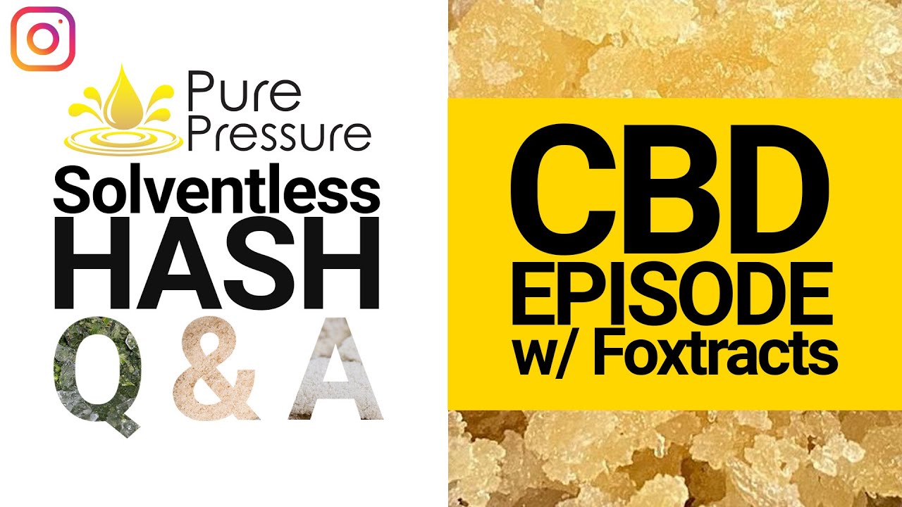 Solventless Hash Q&A: CBD Episode w/ Foxtracts