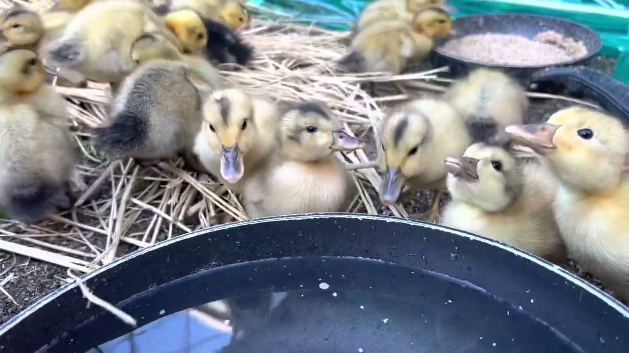 合鴨の雛
