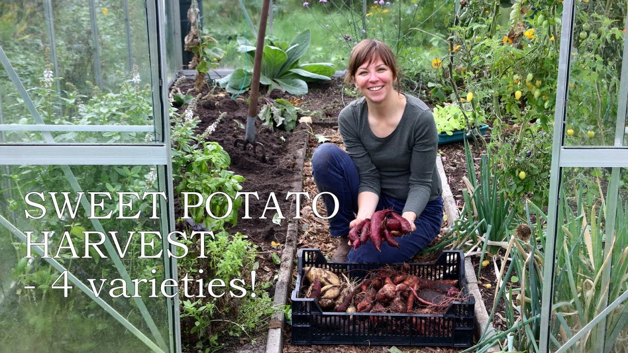 Our sweet potato harvest of 2019 - 4 varieites!