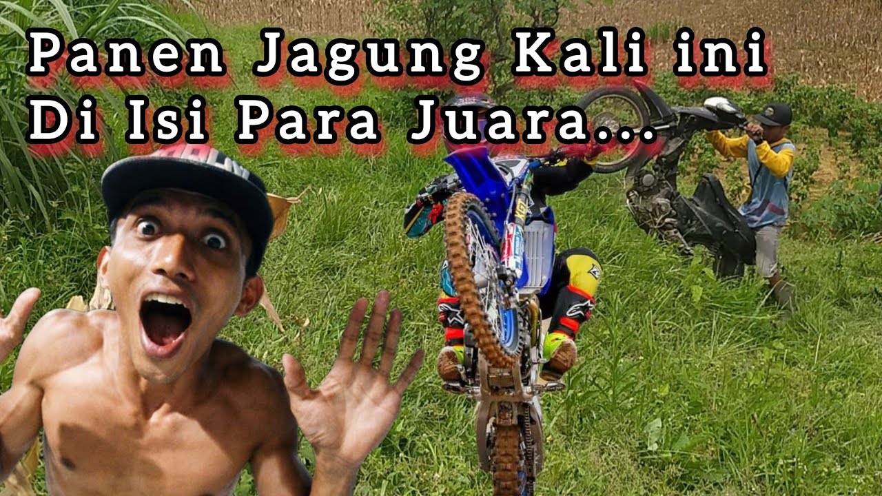 Panen Jagung Kali Ini Di Isi Para Juara, Inpo Ojek Jagung Per Karung Berapa Lur? #panen #jagung 