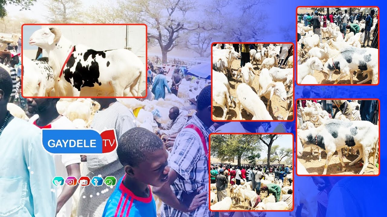 🔴INCROYABLE: DARAL TOUBA TOUL les moutons coulent à flot avec une baisse de prix
