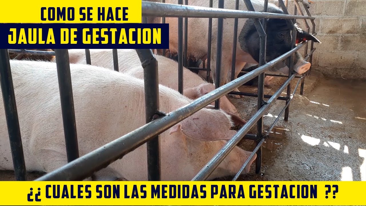 Como Hacer Una Jaula De Gestacion Para Cerdas Y Cuales Son Las Medidas Y Materiales
