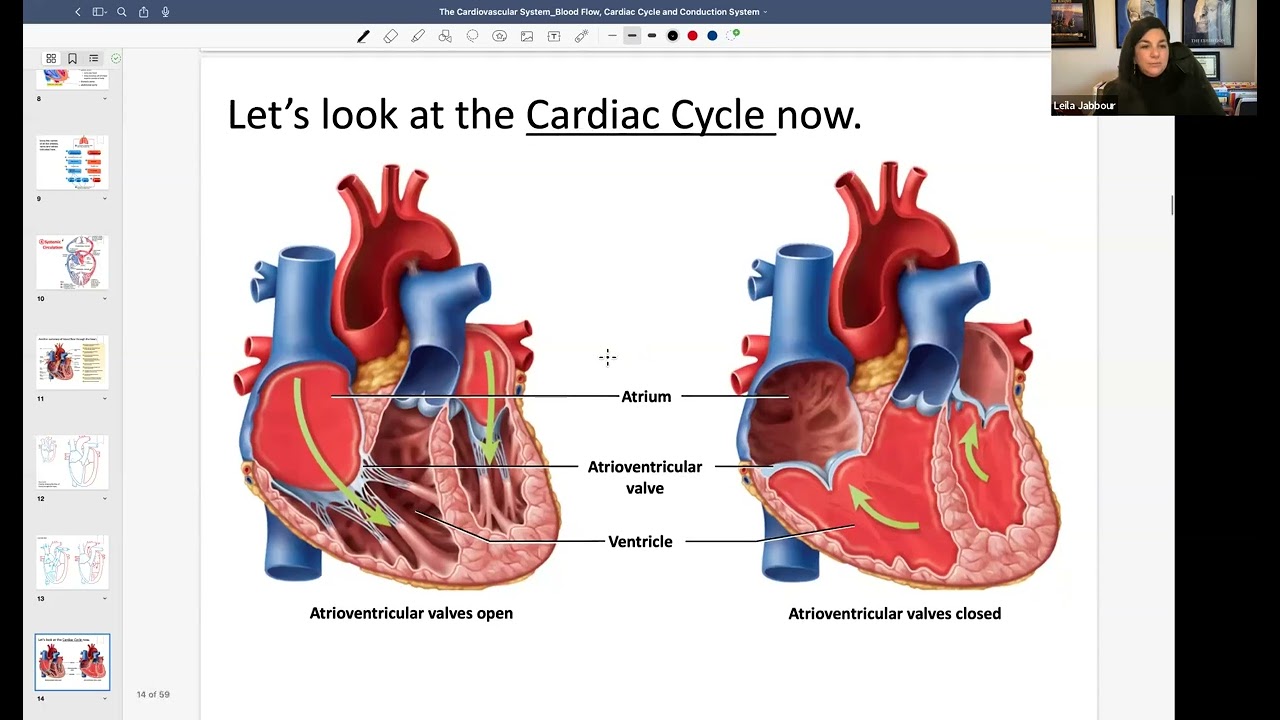 Blood Flow, Cardiac Cycle and Conduction System Recording