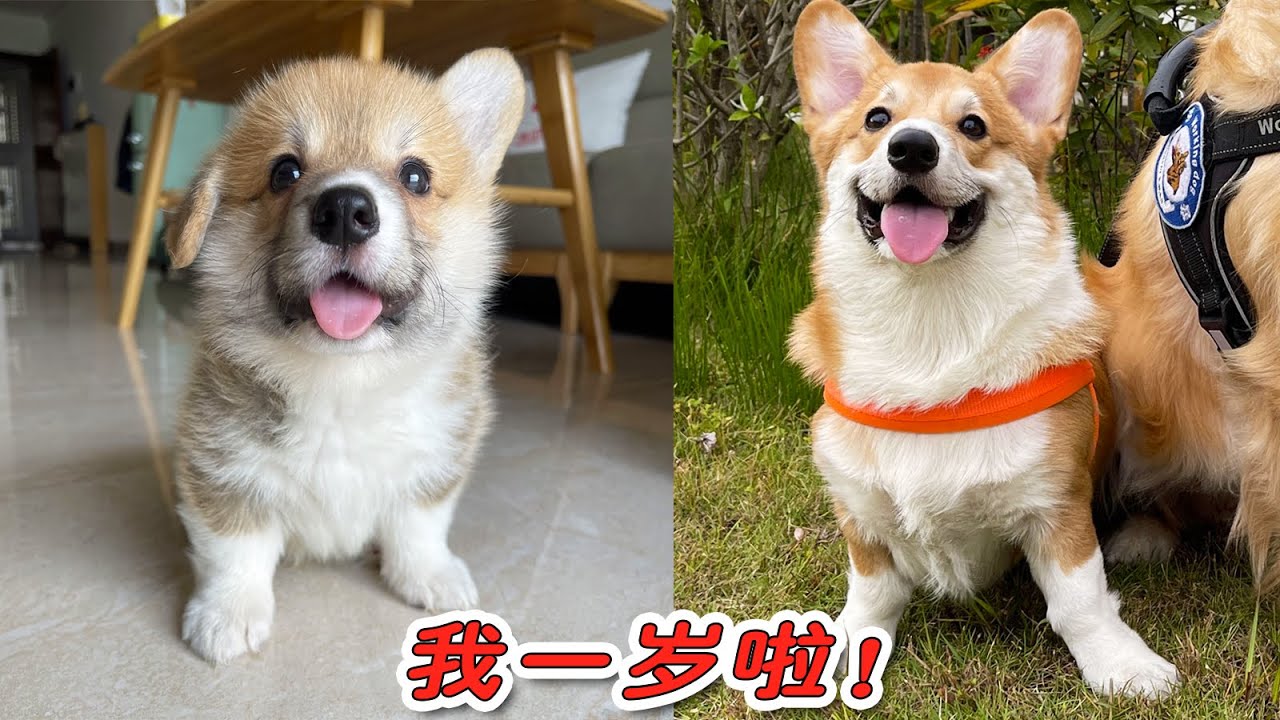 把小柯基养到1岁有多难？鬼知道我经历了什么...