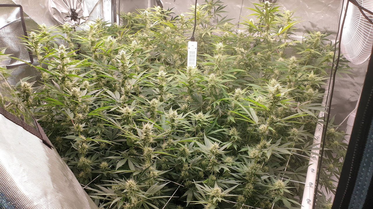 Day 30 of Flower... Bud Development and Drinking Tons of Water!!!