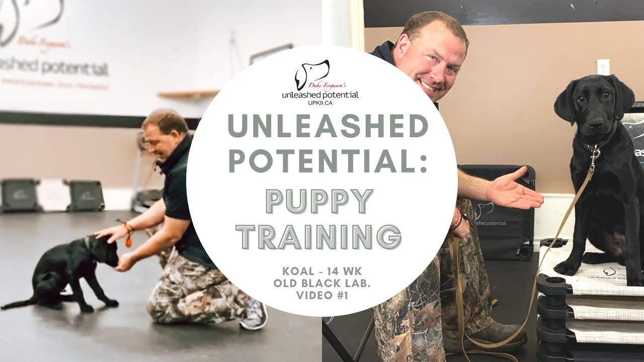 Unleashed Potential Puppy Training - Koal 14 week Old Black Lab. Follow Along and Learn. Vid #1