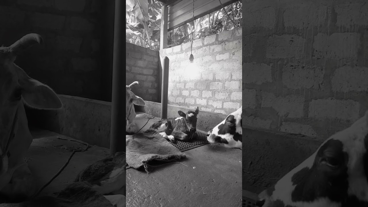 Jaffna cattle farm