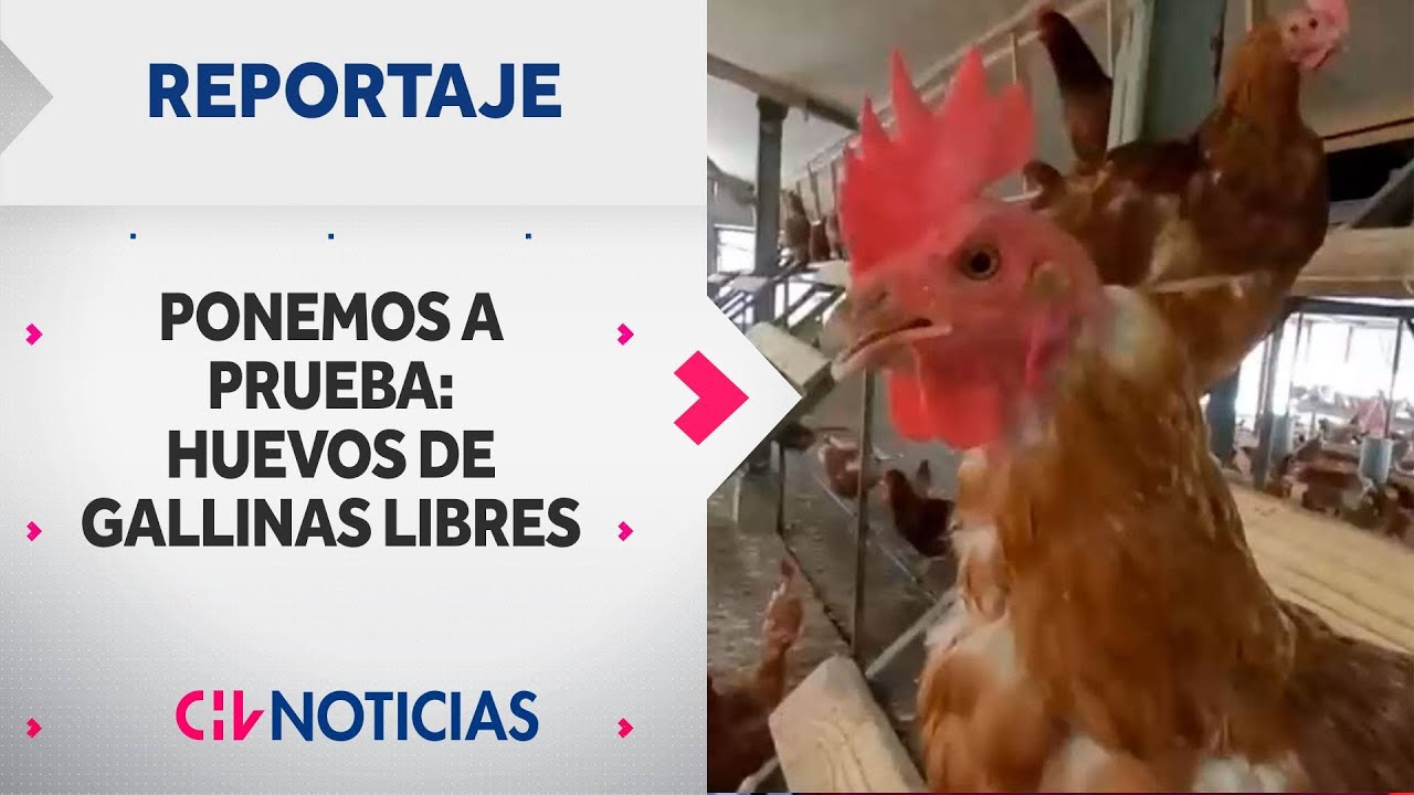 HUEVOS A PRUEBA | ¿Hay diferencias entre los de criadero y los de gallinas libres? - CHV Noticias