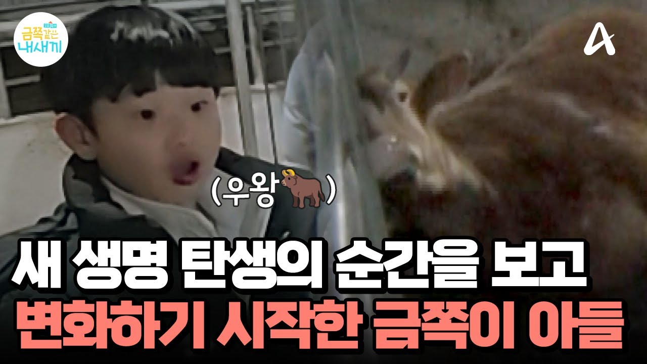 생명의 탄생 순간을 목격한 금쪽이 아들! 엄마에게 존댓말을 하기 시작했다? | 요즘 육아 금쪽같은 내새끼 262 회