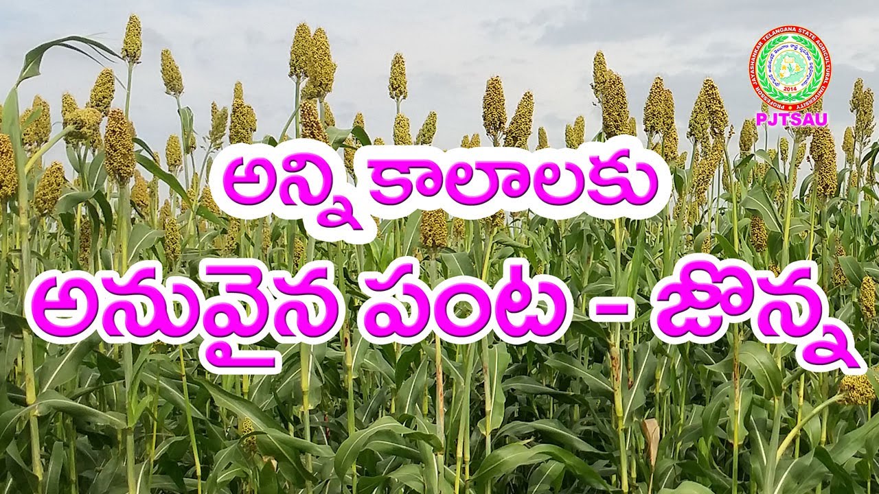 Jowar Production Technology ll PJTSAU ll