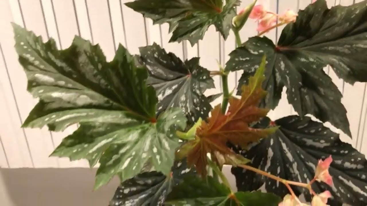 Cane/Angel Wing Begonia - Show & tell - Part 1 - Sofia & Gray Feather
