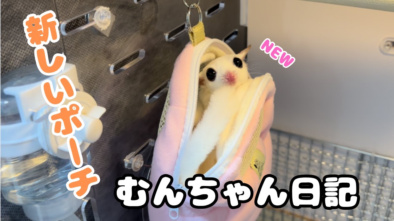 フクロモモンガの寝床のお引越し
