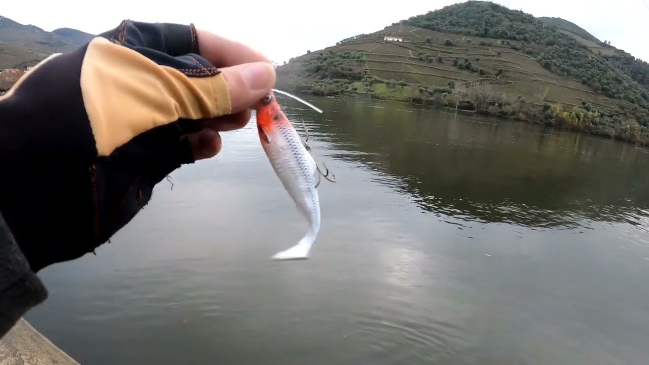 Uma pesca aos lúcios perca na véspera de natal  A pike-perch fishing trip on Christmas Eve 