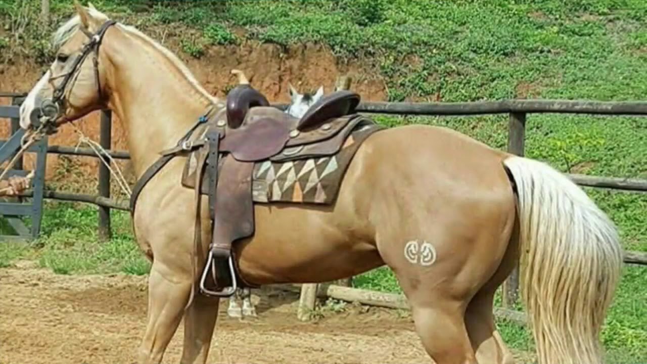 LINDOS CAVALOS QUARTO DE MILHA