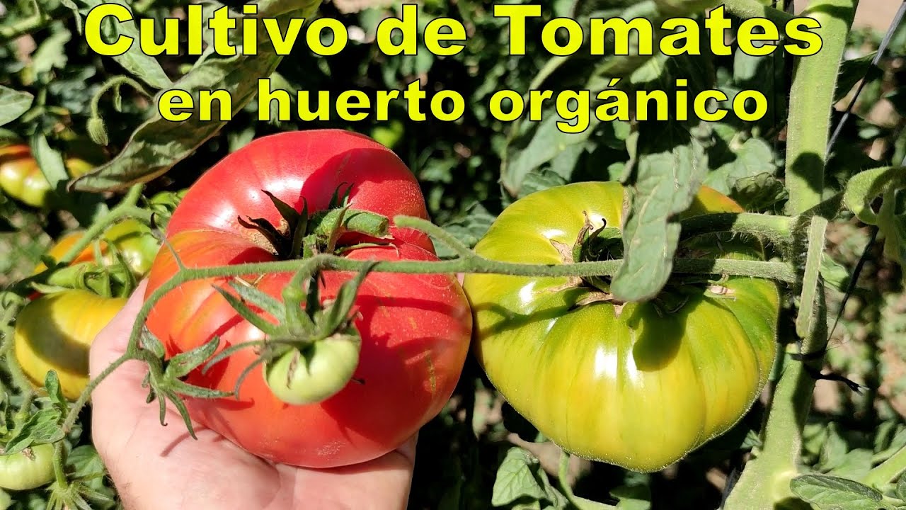Cultivo de Tomates en huerto orgánico.