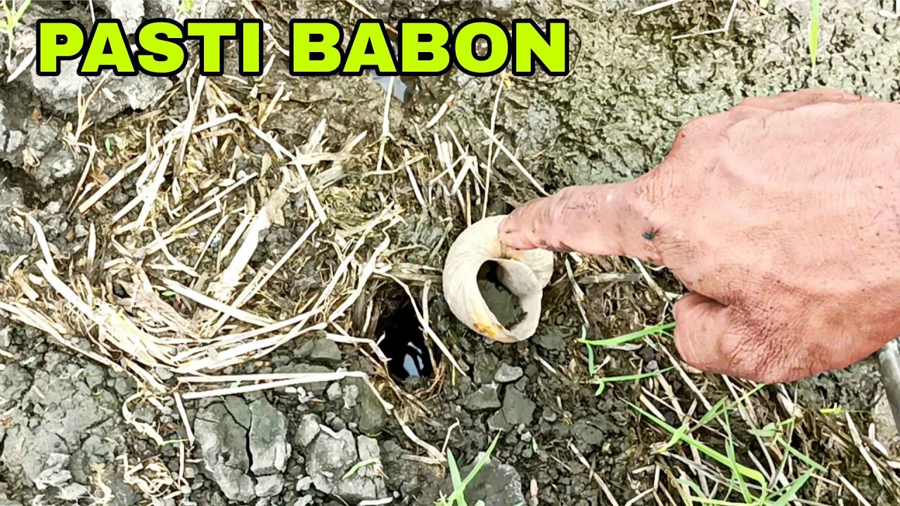 GAK BAKALAN HABIS..!! Sudah ribuan kali dipancing belut babon disawah ini tetap melimpah
