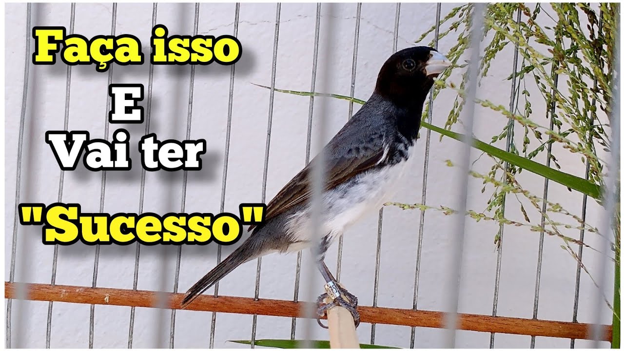 COMO cuidar do seu Coleiro ou Papa capim e na SIMPLICIDADE ter muito SUCESSO 🙌🙏 em Todas MODALIDADES